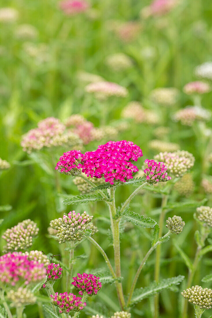 Achillea millefolium