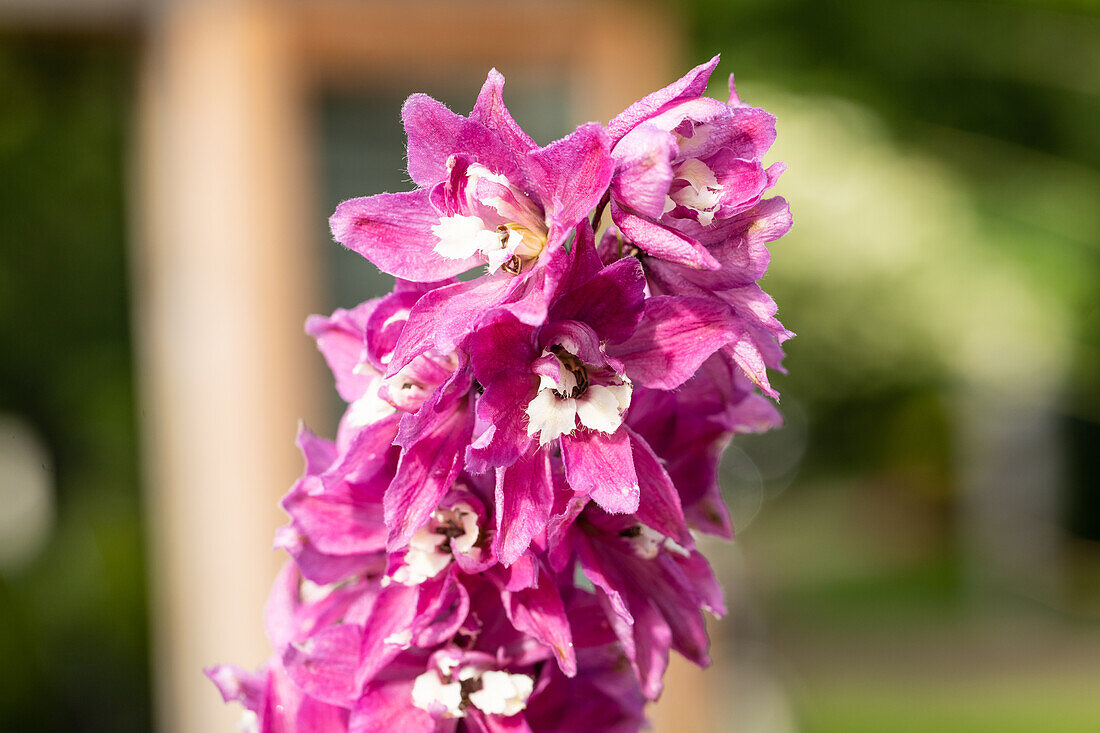 Delphinium Magic Fountains Lilac Pink White Bee