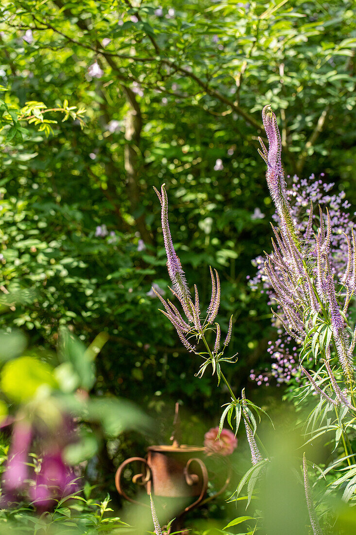 Veronicastrum virginicum, pink