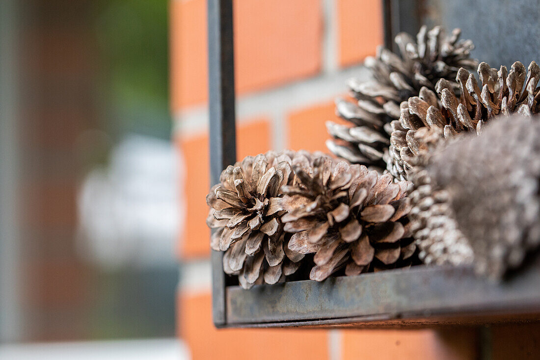 Pine cones