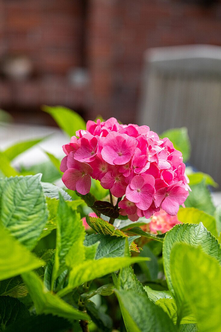 Hydrangea macrophylla, rosarot