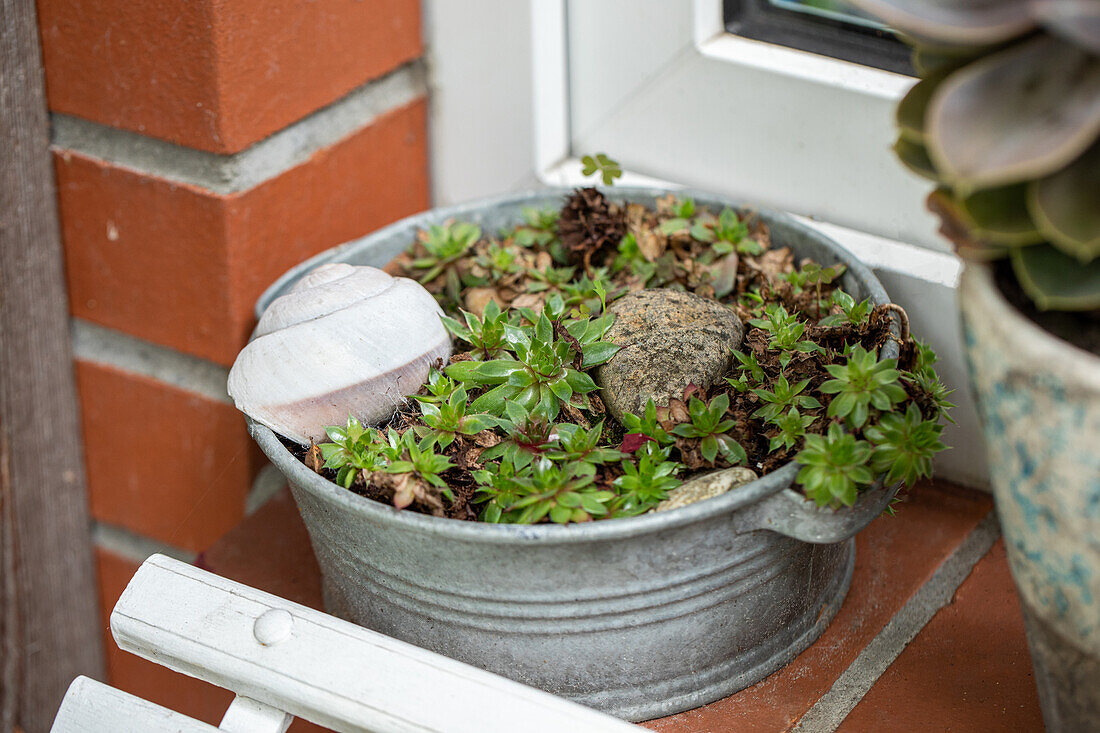 Bowl with houseleek