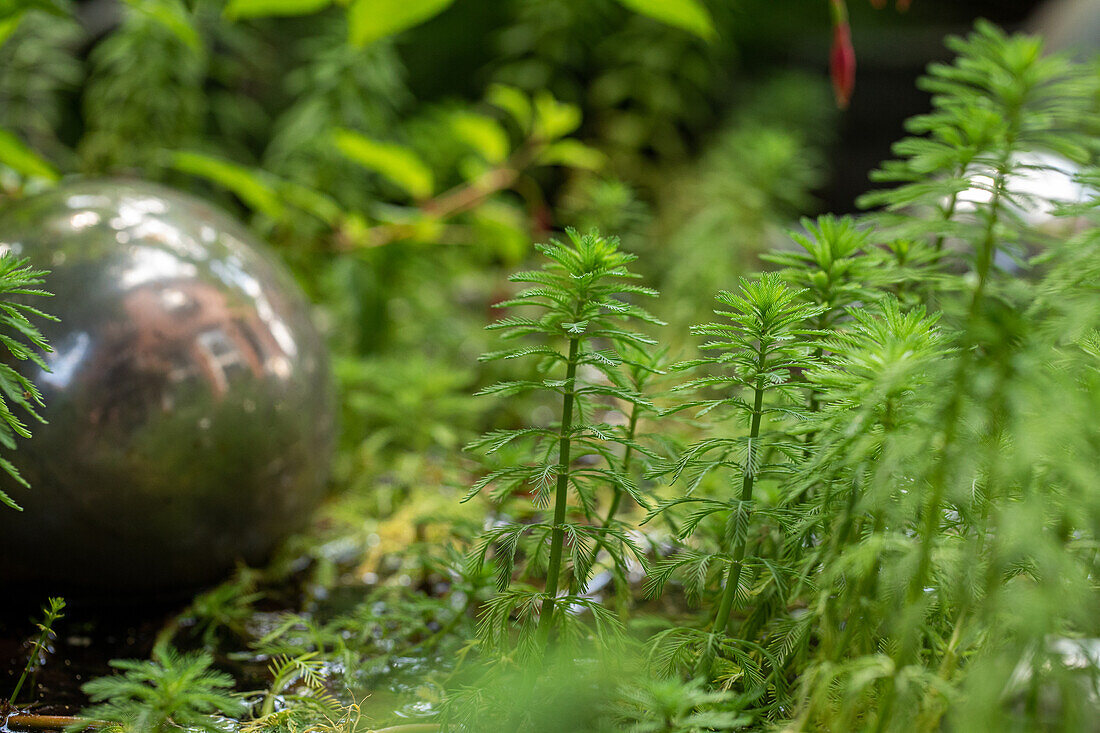 Myriophyllum aquaticum