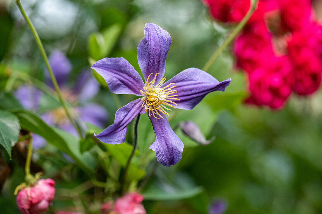 Clematis, violett