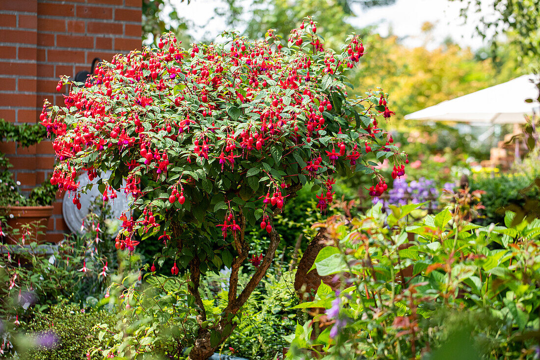 Fuchsia, trunk