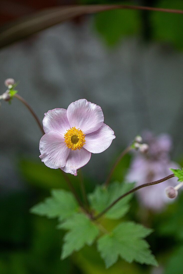 Anemone tomentosa