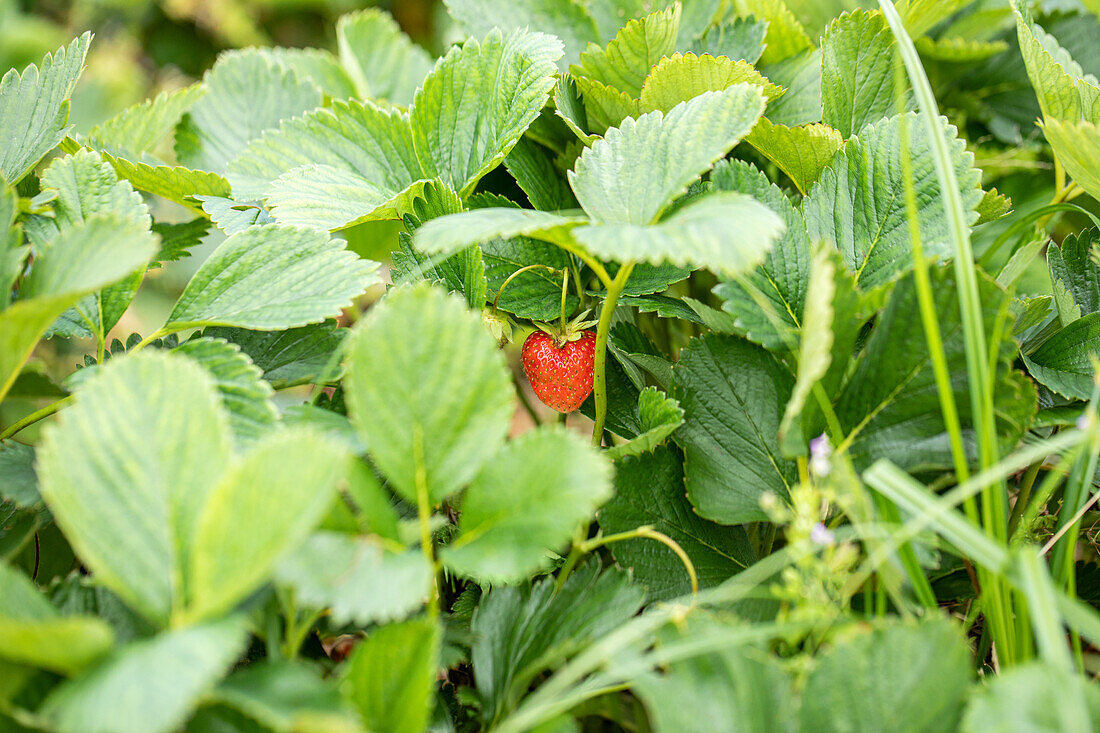 Fragaria 'Malwina' ®