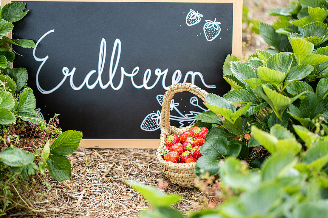 Erdbeerfeld - Tafel und Erdbeerkorb