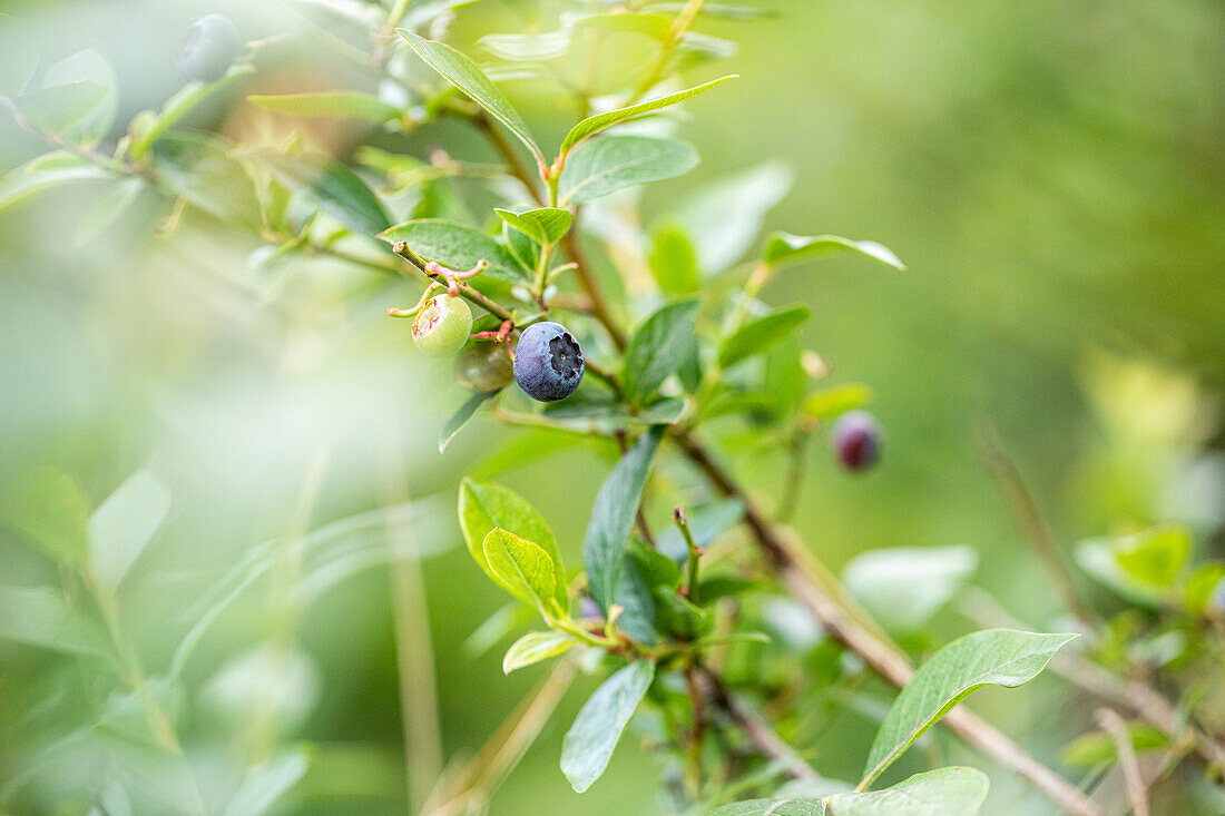 Vaccinium