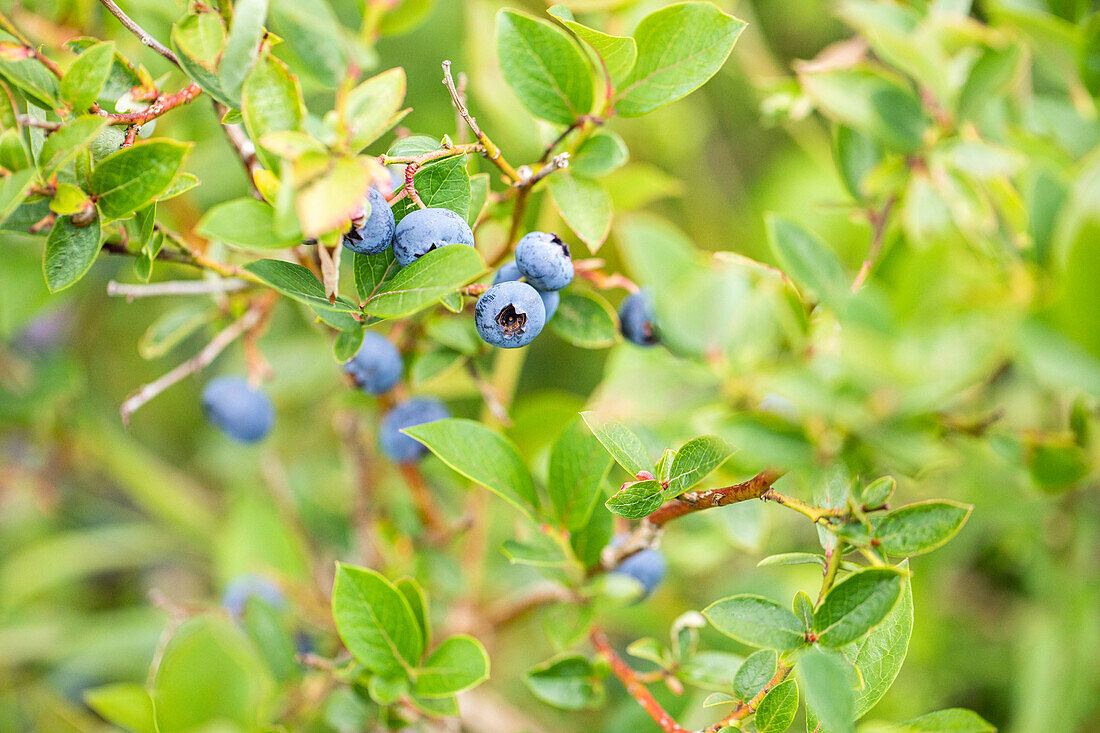 Vaccinium