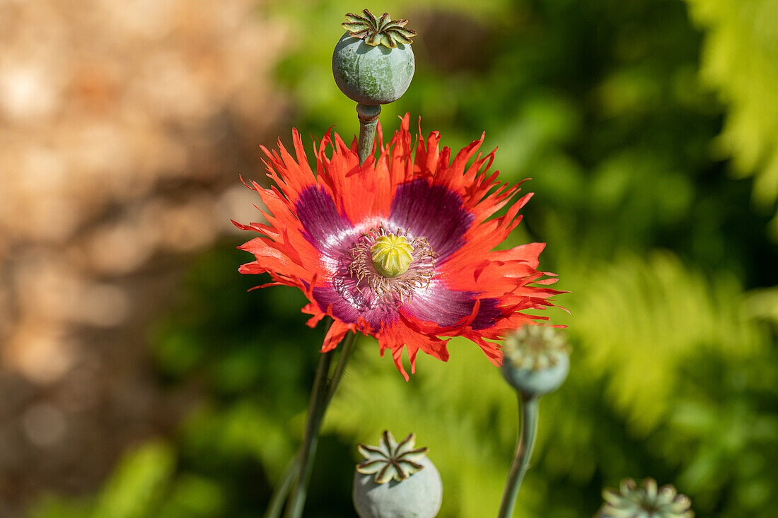 Papaver somniferum, gefranst