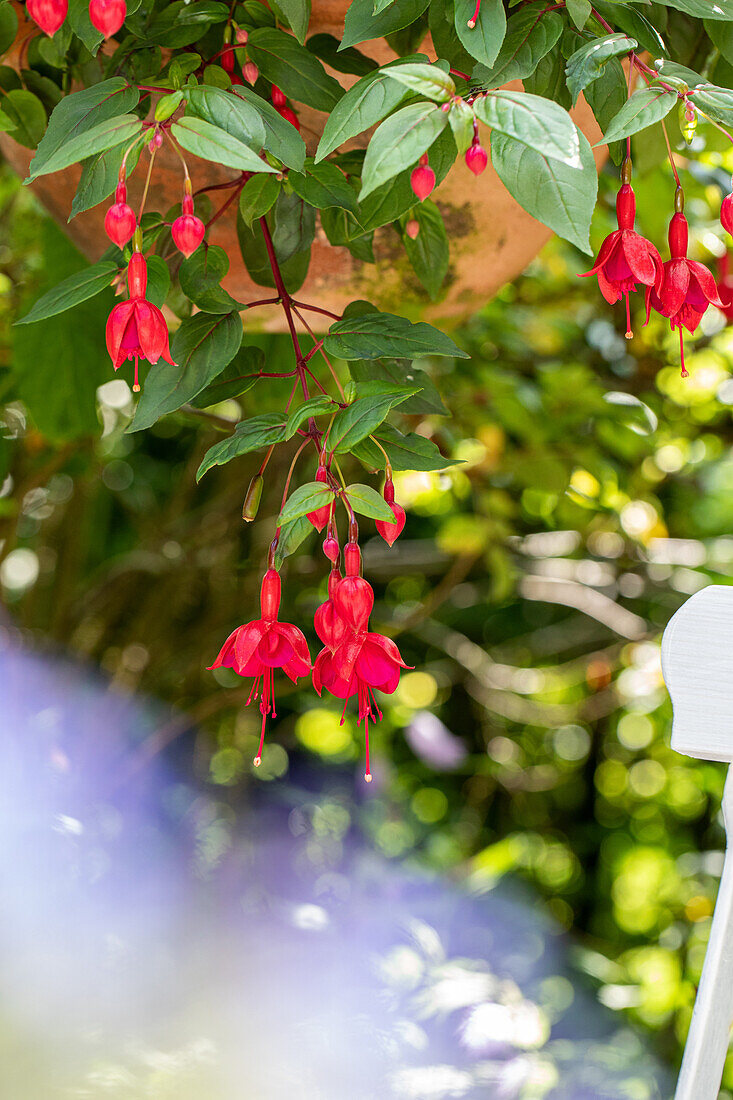 Fuchsia, rot