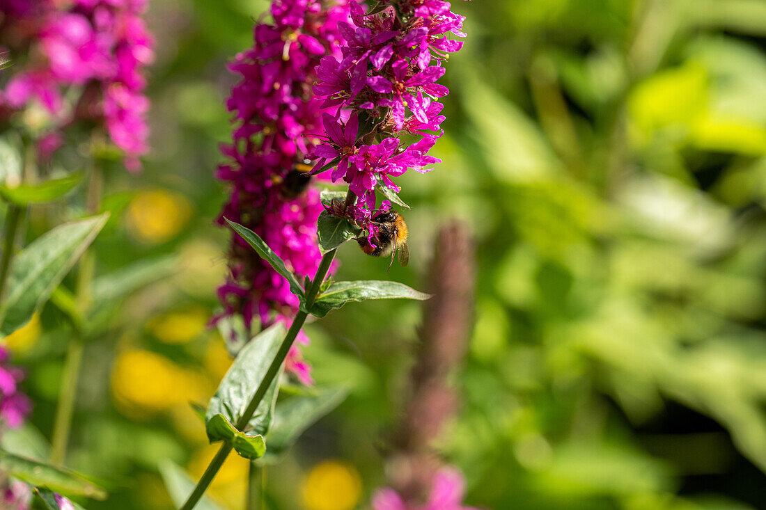 Hummel auf Blüte