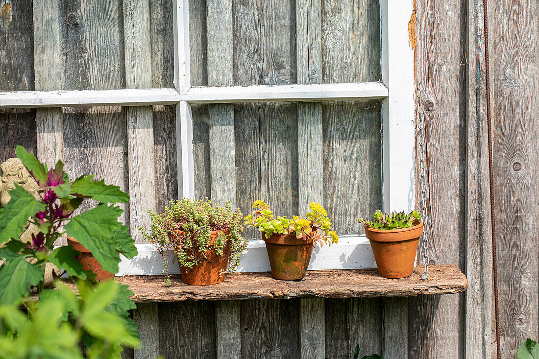 Garden decoration - terracotta pots