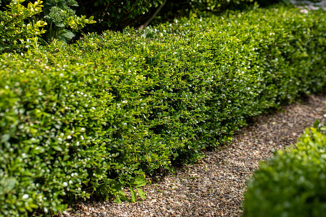 Box hedge with path
