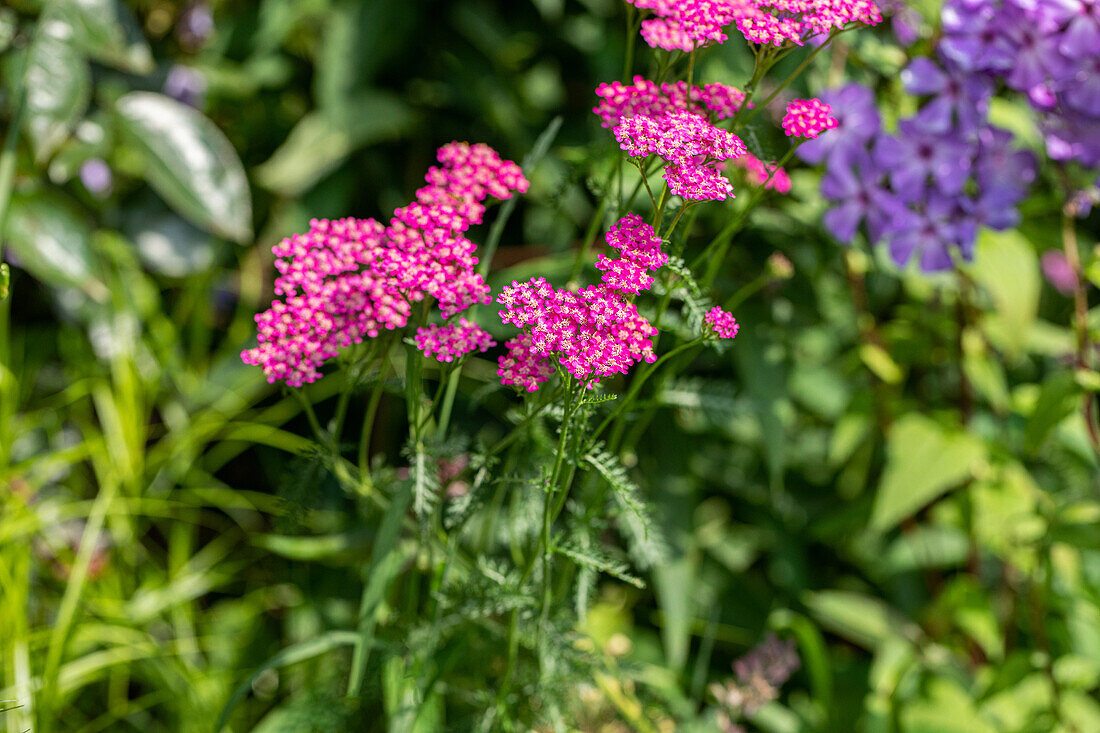 Achillea millefolium, red