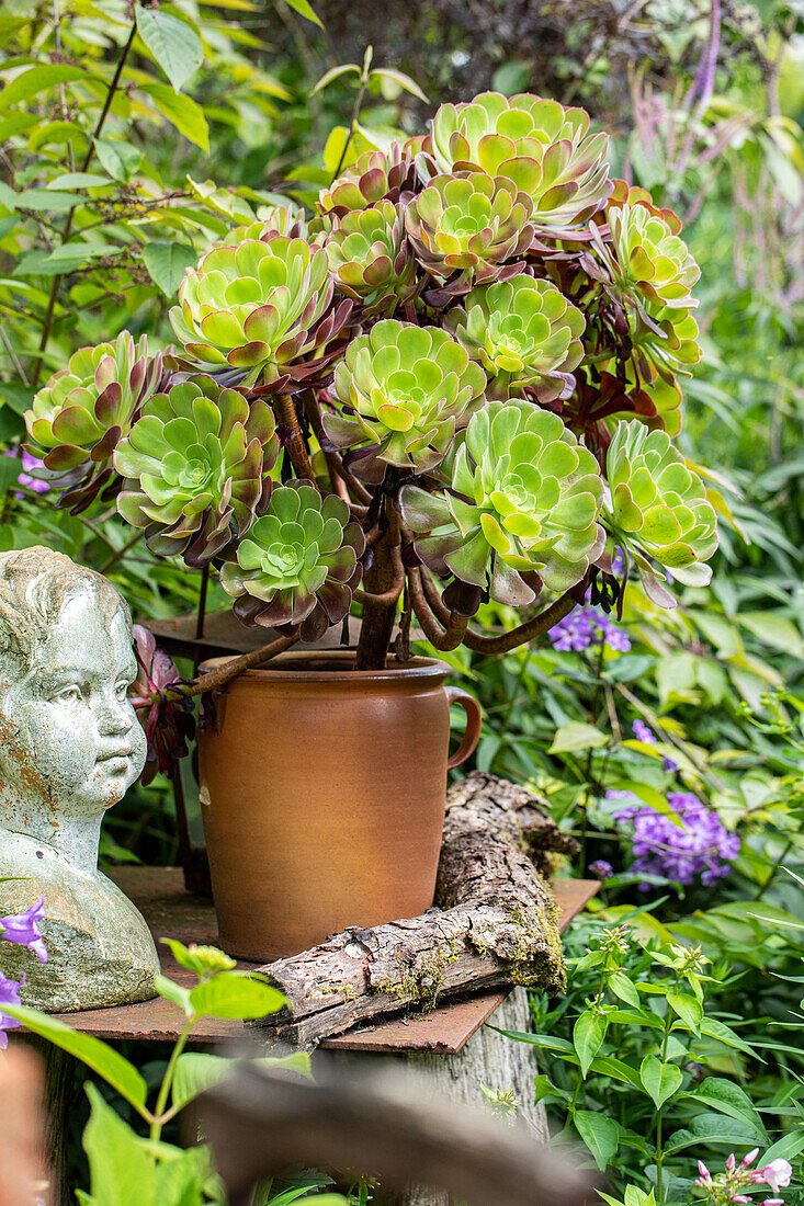 Aeonium arboreum