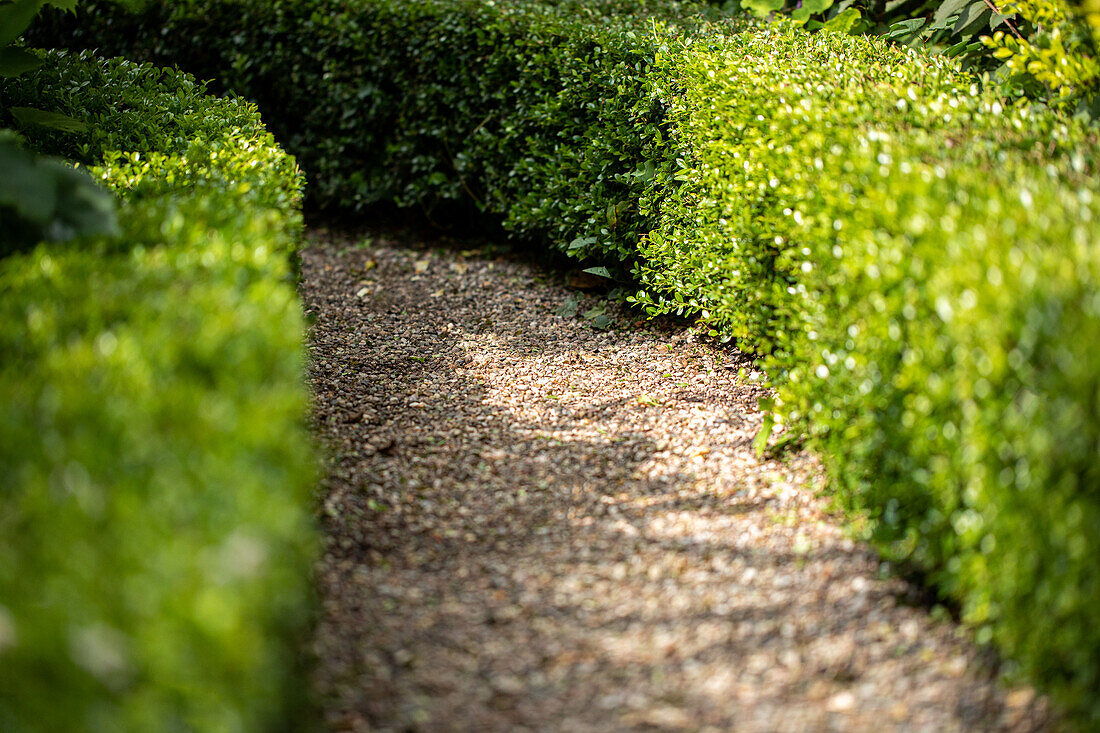 Hedge with path