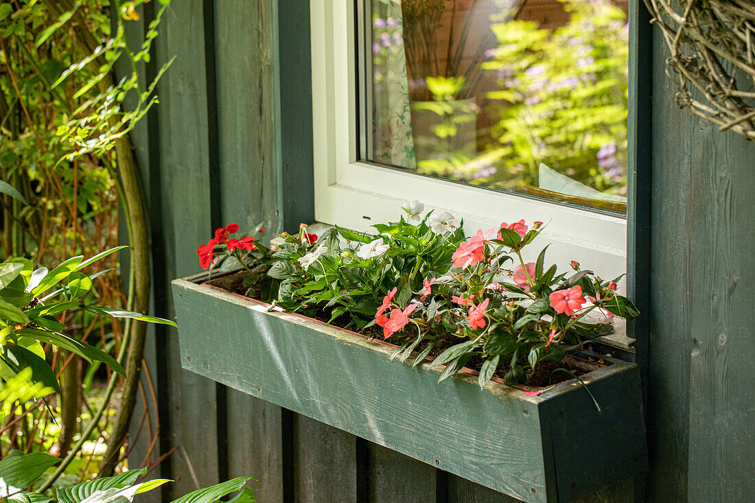 Blumenkasten mit Fleißigen Lieschen