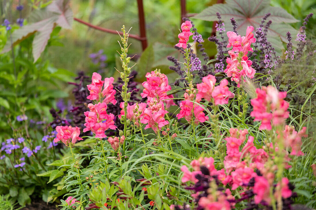 Antirrhinum majus, pink