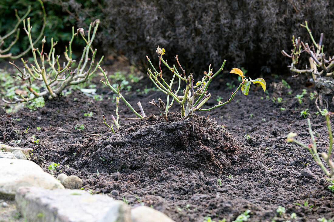 Winter protection for roses - mound of earth