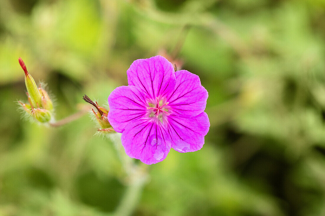 Geranium sanguineum 'Tiny Monster'