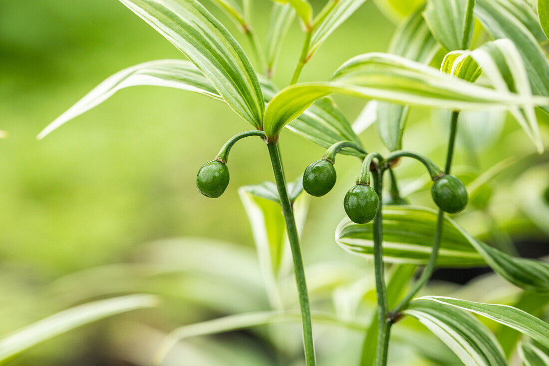 Disporum sessile 'Variegatum'