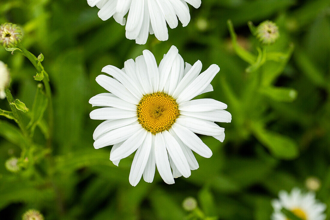 Leucanthemum x superbum 'Silberprinzessin'