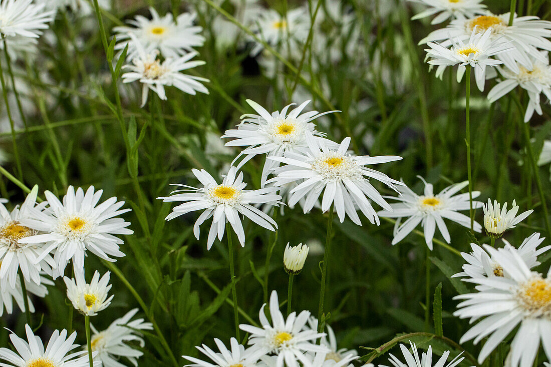 Leucanthemum x superbum 'Wirral Supreme'