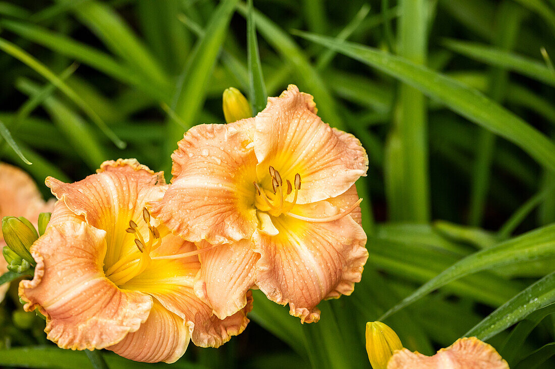 Hemerocallis Sahara Sand Storm