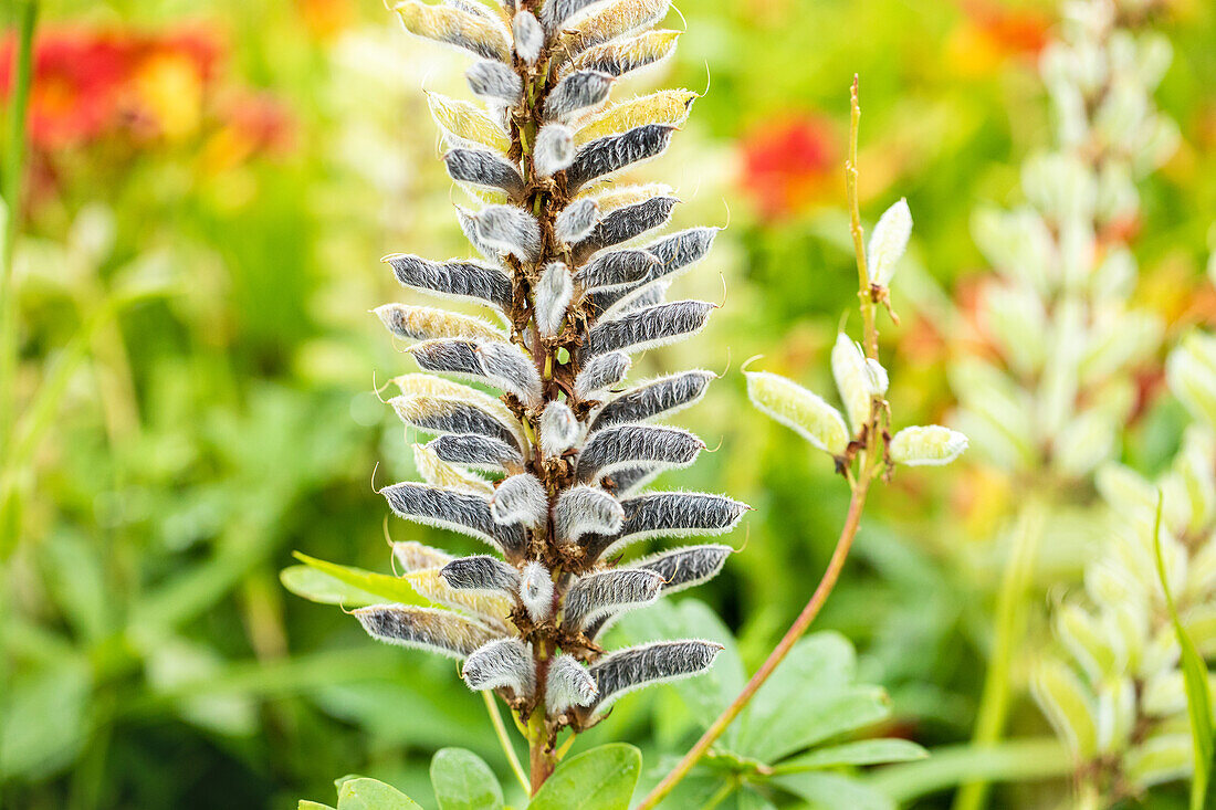 Lupinus polyphyllus