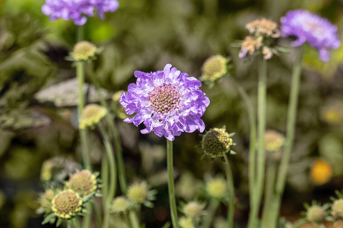 Scabiosa columbaria 'Mariposa Blue'