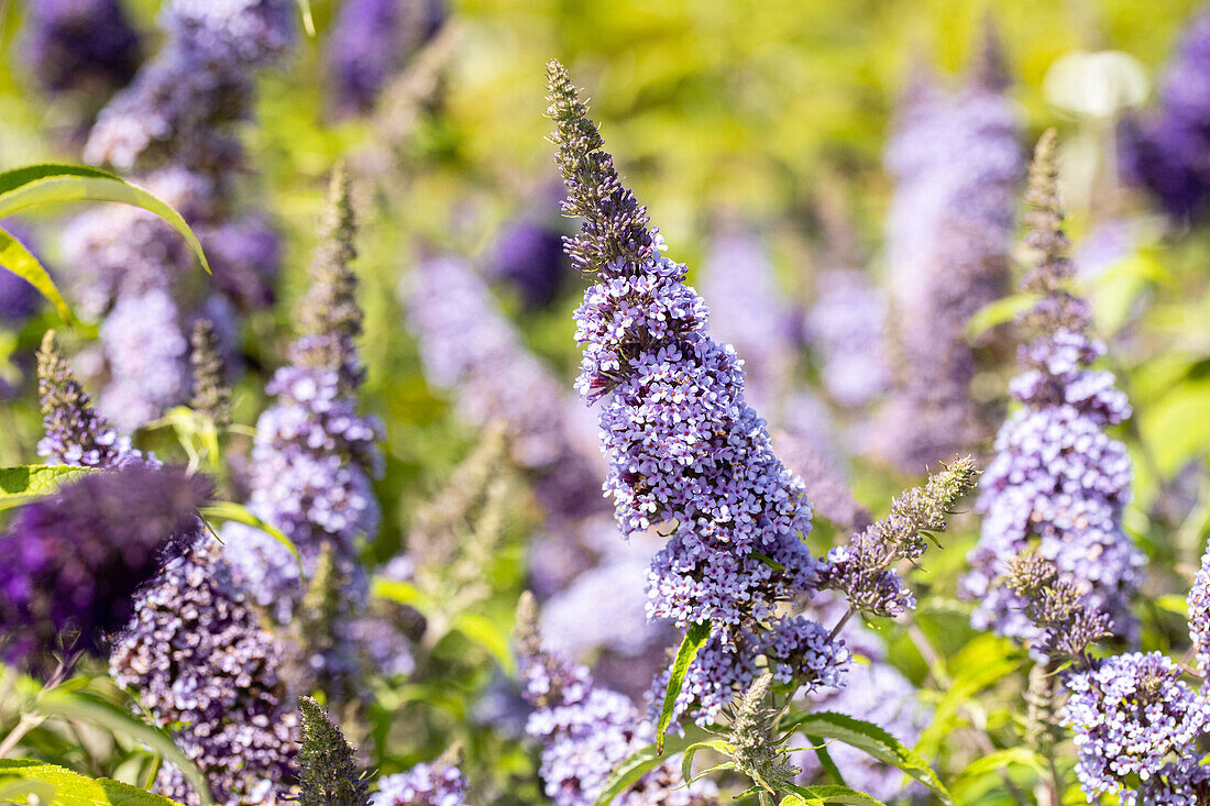 Buddleja davidii BUZZ™ 'Improved Sky Blue'