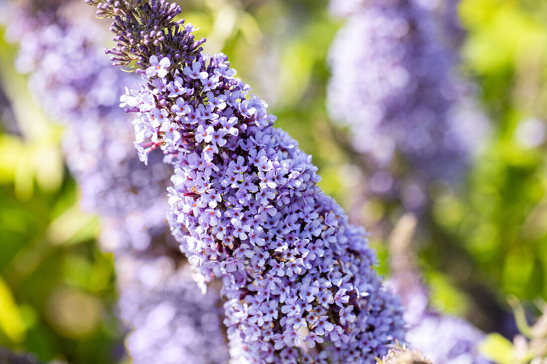 Buddleja davidii BUZZ™ 'Improved Sky Blue'