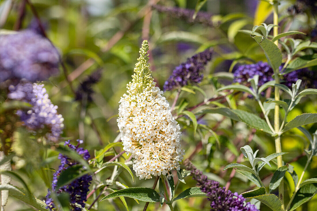 Buddleja BUZZ™