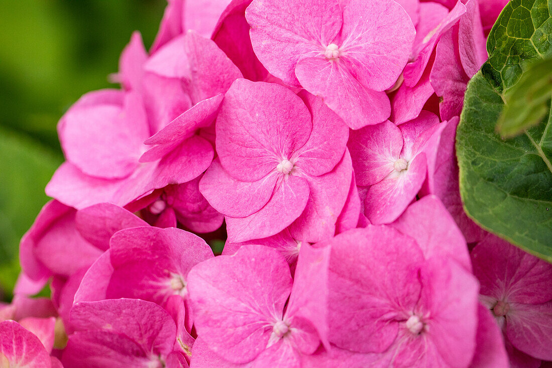 Hydrangea macrophylla 'Bela'(s), rosa