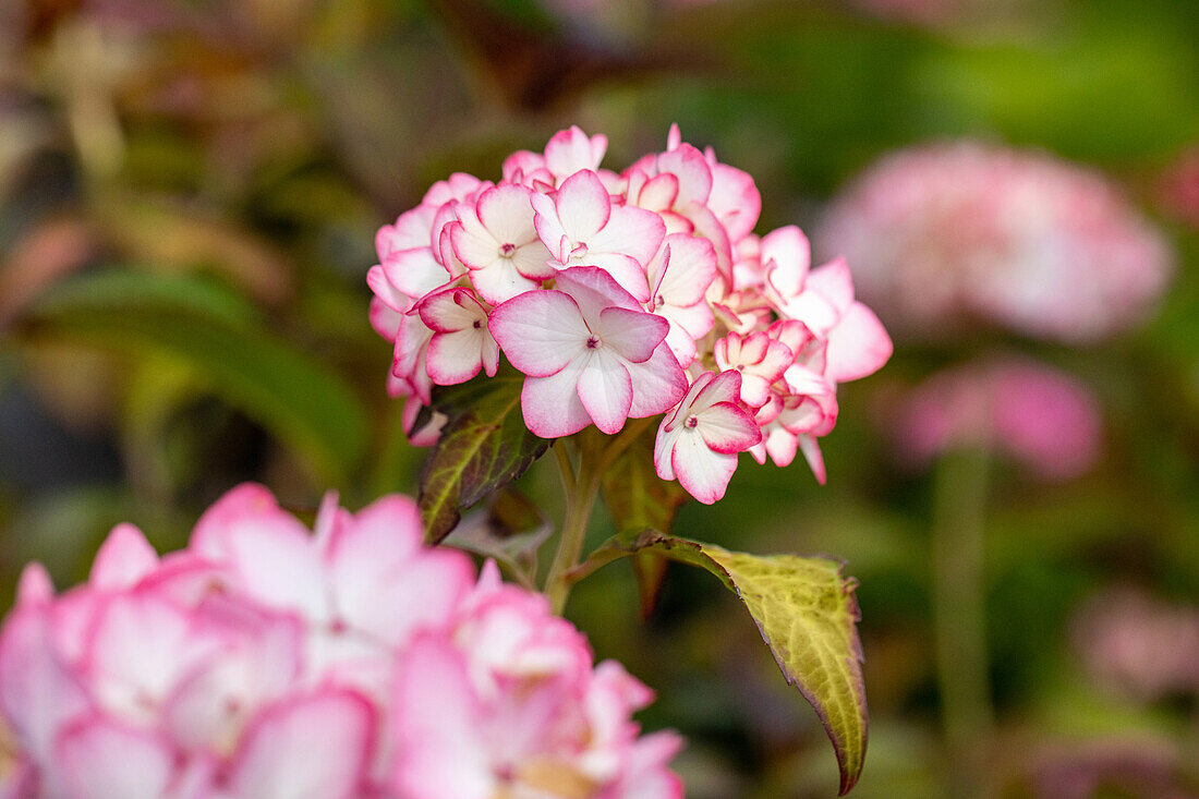 Hydrangea macrophylla 'Mirai'®