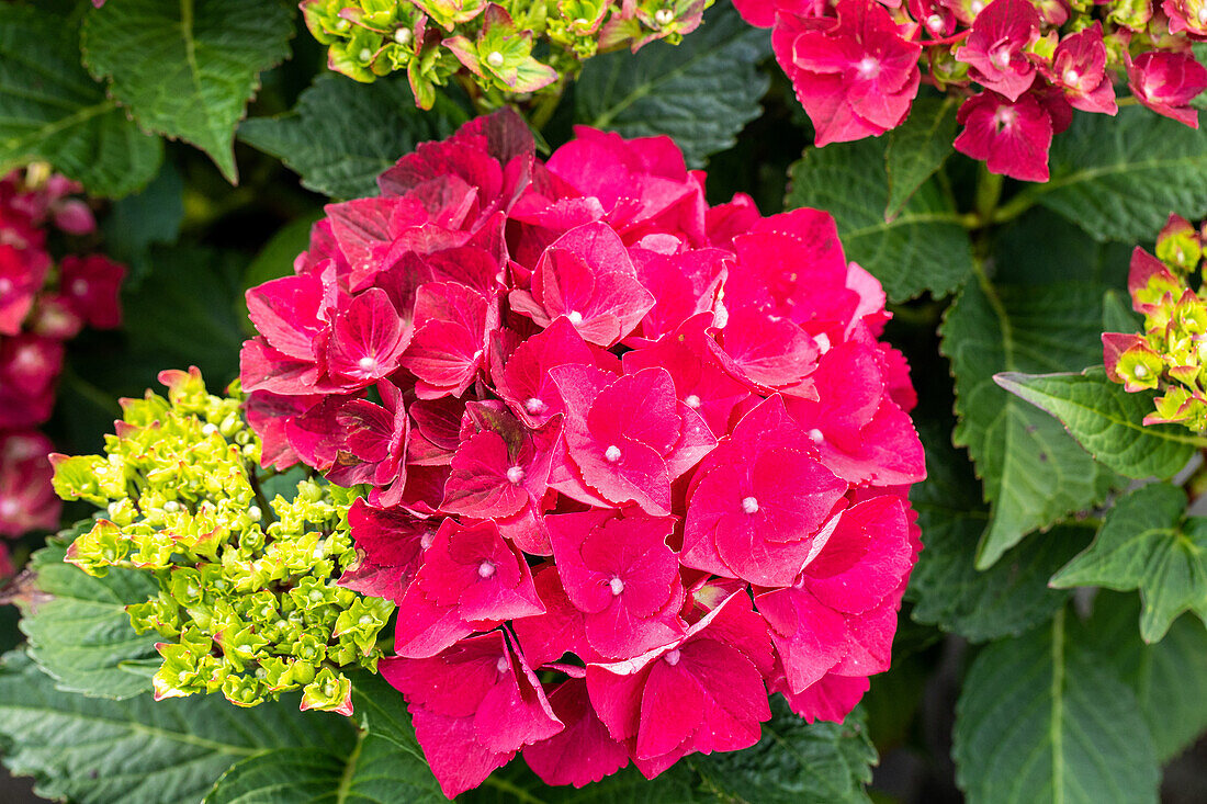 Hydrangea macrophylla 'Magical Ruby Tuesday'®