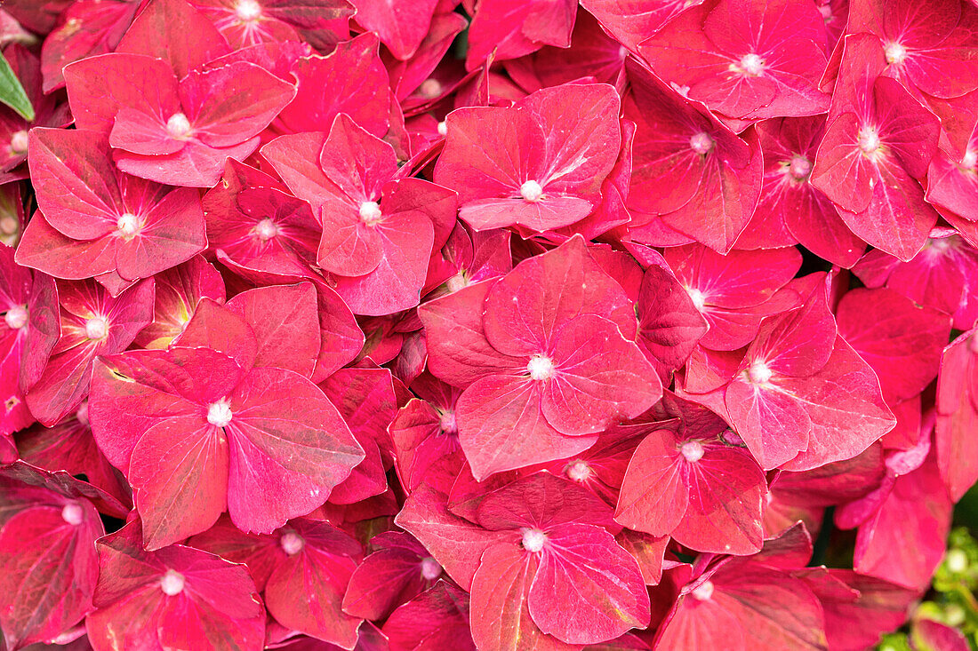 Hydrangea macrophylla 'Magical Ruby Tuesday'®