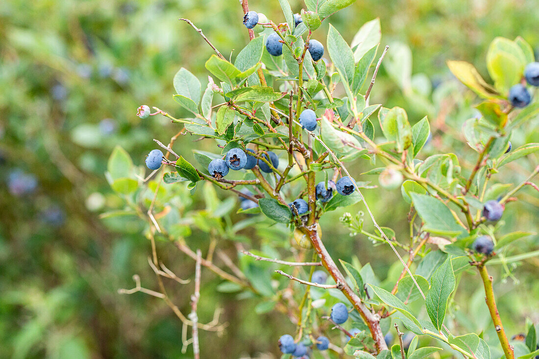 Vaccinium