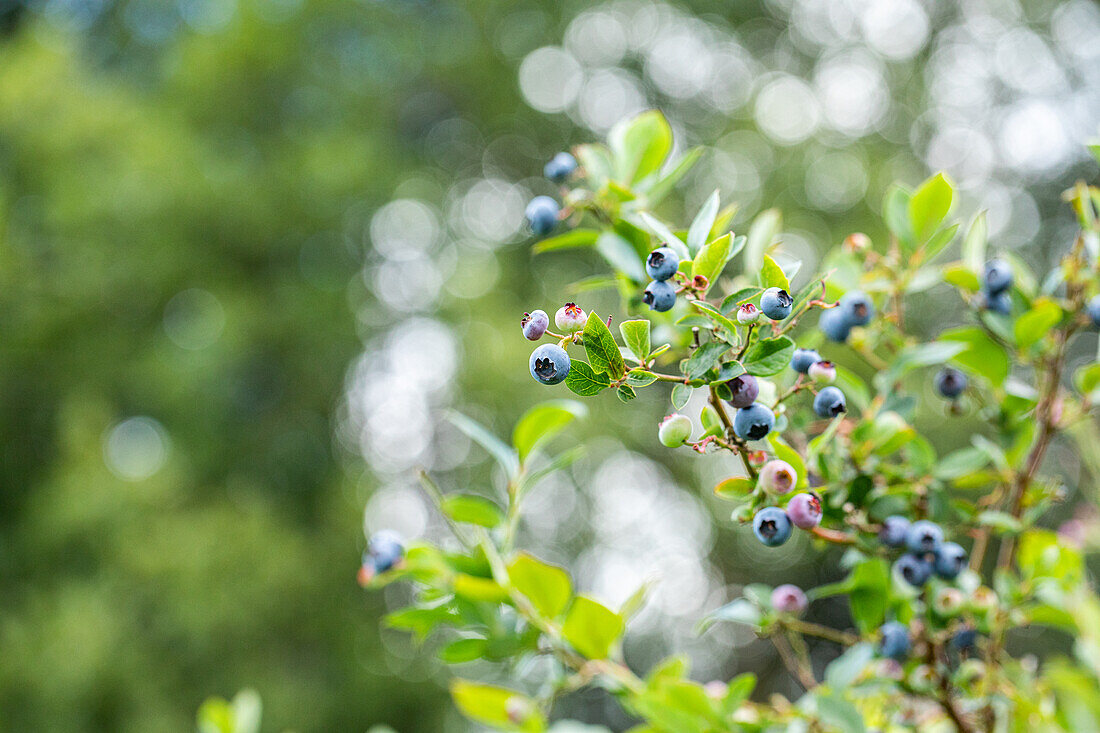 Vaccinium