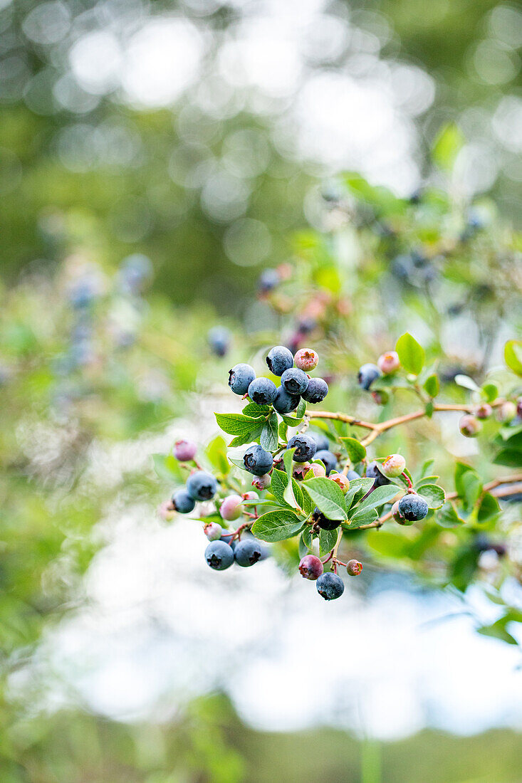 Vaccinium