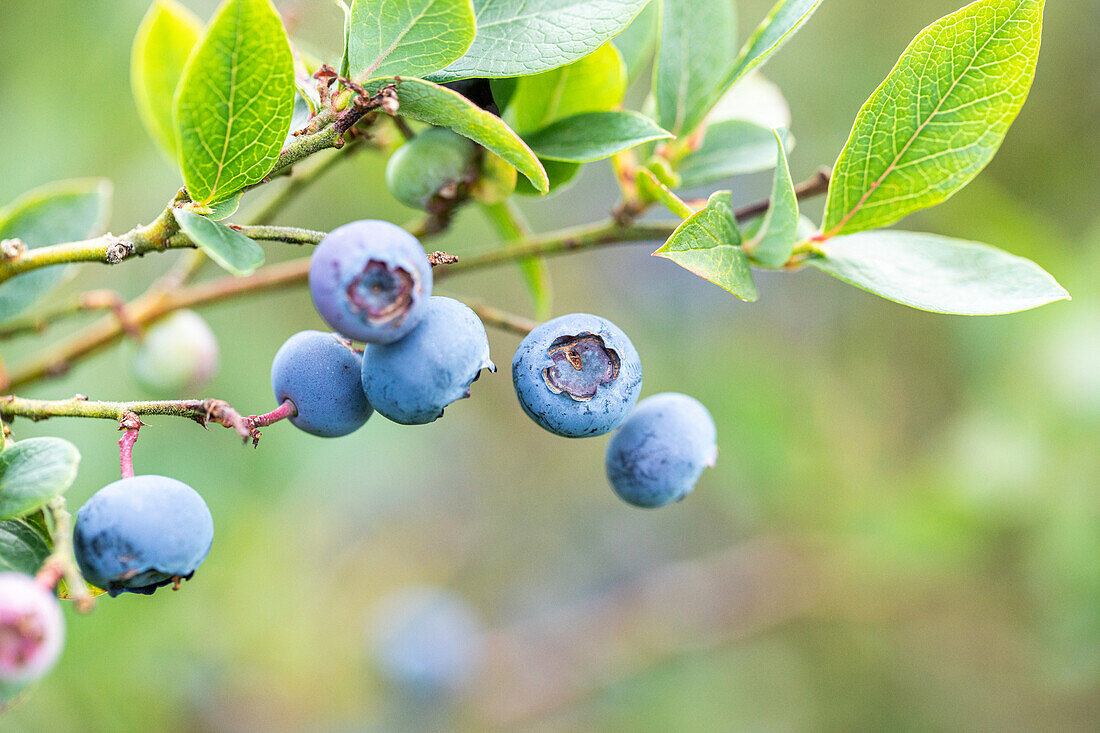 Vaccinium corymbosum