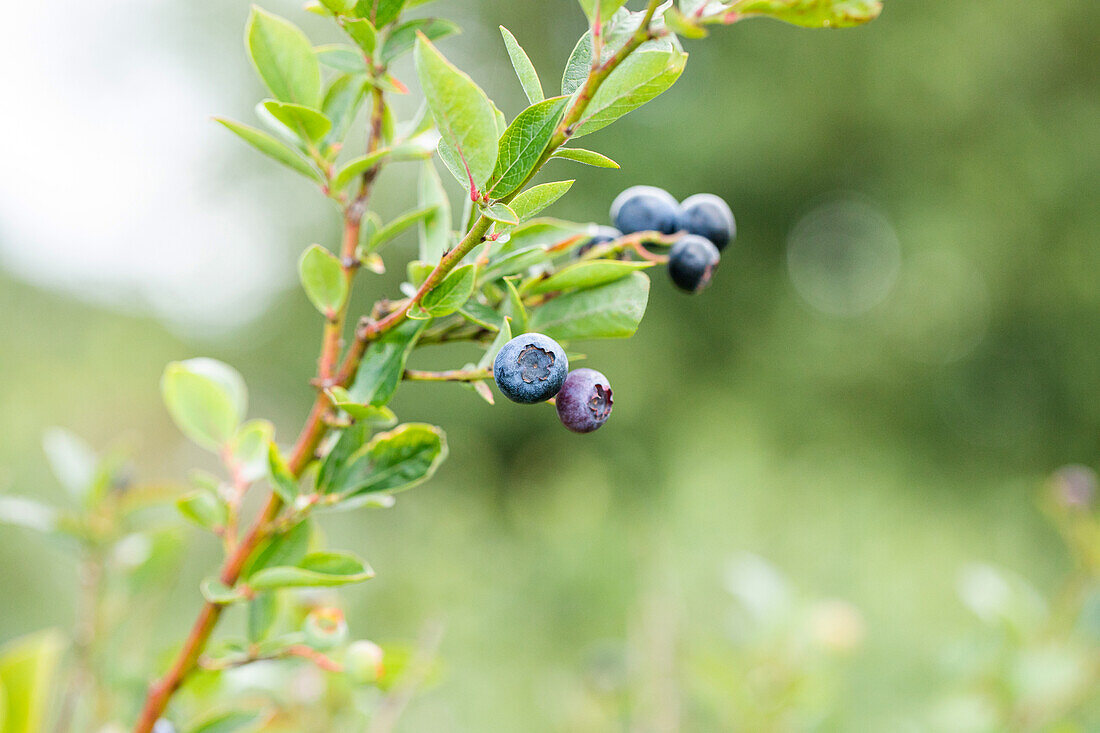 Vaccinium