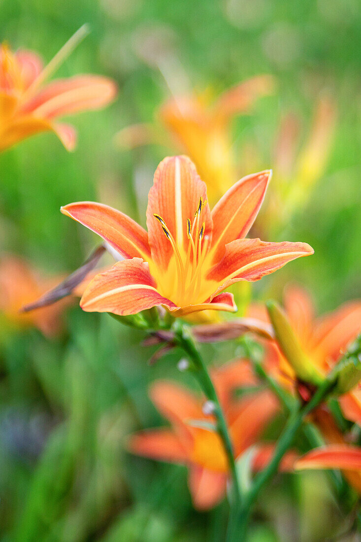 Hemerocallis fulva var. sempervirens