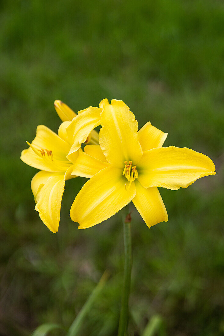 Hemerocallis 'Northbrook Star'