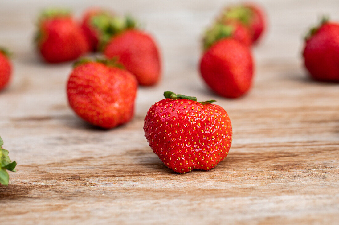 Fragaria