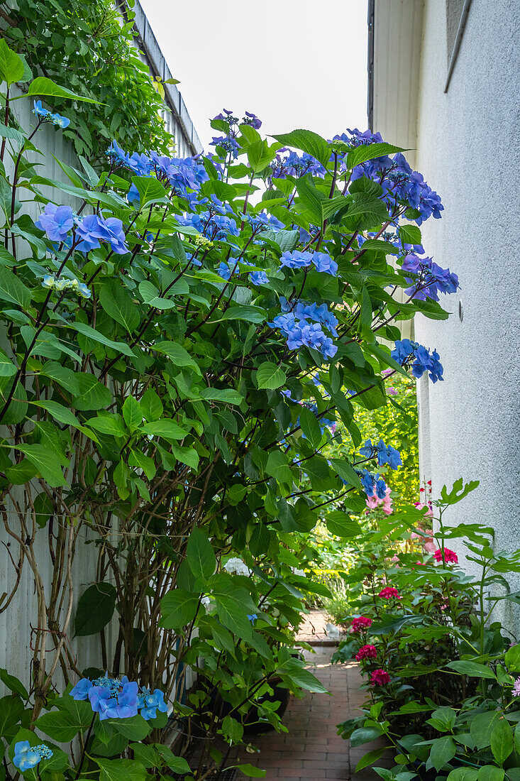 Hydrangea 'Black Steel'®