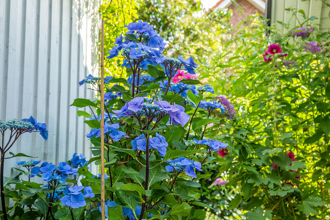 Hydrangea 'Black Steel'®