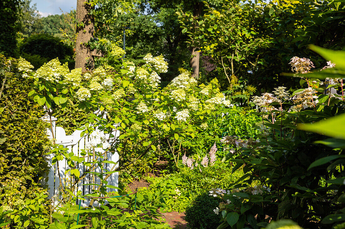 Hydrangea paniculata